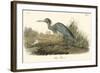 Blue Heron-John James Audubon-Framed Art Print