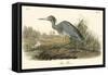 Blue Heron-John James Audubon-Framed Stretched Canvas