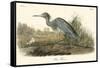 Blue Heron-John James Audubon-Framed Stretched Canvas