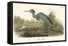 Blue Heron-John James Audubon-Framed Stretched Canvas