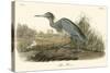 Blue Heron-John James Audubon-Stretched Canvas