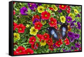 Blue Hookwing Butterfly, Napeocles jucunda on flowering million bells.-Darrell Gulin-Framed Stretched Canvas