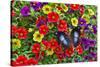 Blue Hookwing Butterfly, Napeocles jucunda on flowering million bells.-Darrell Gulin-Stretched Canvas