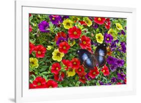 Blue Hookwing Butterfly, Napeocles jucunda on flowering million bells.-Darrell Gulin-Framed Photographic Print