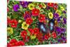 Blue Hookwing Butterfly, Napeocles jucunda on flowering million bells.-Darrell Gulin-Mounted Photographic Print