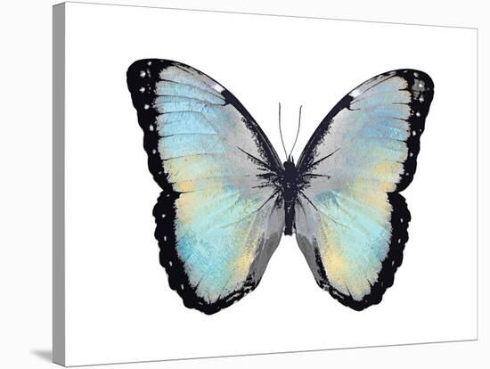 Blue Hue Butterfly-Julia Bosco-Stretched Canvas