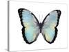 Blue Hue Butterfly-Julia Bosco-Stretched Canvas