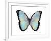 Blue Hue Butterfly-Julia Bosco-Framed Art Print