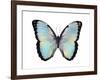 Blue Hue Butterfly-Julia Bosco-Framed Art Print