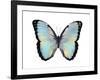 Blue Hue Butterfly-Julia Bosco-Framed Art Print