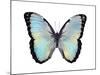 Blue Hue Butterfly-Julia Bosco-Mounted Art Print