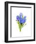 Blue Hyacinth, 2014-John Keeling-Framed Giclee Print