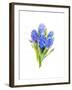 Blue Hyacinth, 2014-John Keeling-Framed Giclee Print