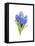 Blue Hyacinth, 2014-John Keeling-Framed Stretched Canvas