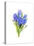 Blue Hyacinth, 2014-John Keeling-Stretched Canvas