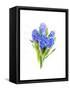 Blue Hyacinth, 2014-John Keeling-Framed Stretched Canvas