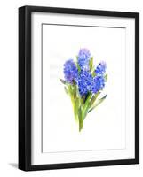 Blue Hyacinth, 2014-John Keeling-Framed Giclee Print