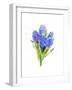 Blue Hyacinth, 2014-John Keeling-Framed Giclee Print