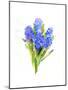 Blue Hyacinth, 2014-John Keeling-Mounted Giclee Print