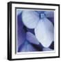 Blue Hydrangea 1-Stacy Bass-Framed Giclee Print