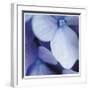 Blue Hydrangea 1-Stacy Bass-Framed Giclee Print