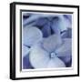 Blue Hydrangea 2-Stacy Bass-Framed Giclee Print