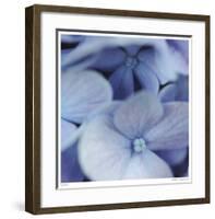 Blue Hydrangea 2-Stacy Bass-Framed Giclee Print