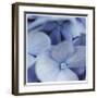 Blue Hydrangea 2-Stacy Bass-Framed Giclee Print