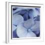 Blue Hydrangea 2-Stacy Bass-Framed Giclee Print