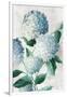 Blue Hydrangea Florals-Alex Black-Framed Art Print