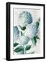 Blue Hydrangea Florals-Alex Black-Framed Art Print