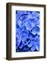 Blue Hydrangea Flower Close-Up-Bill C-Framed Photographic Print