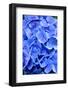 Blue Hydrangea Flower Close-Up-Bill C-Framed Photographic Print