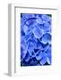 Blue Hydrangea Flower Close-Up-Bill C-Framed Photographic Print
