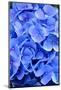 Blue Hydrangea Flower Close-Up-Bill C-Mounted Photographic Print