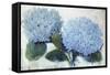 Blue Hydrangea II-Tim O'toole-Framed Stretched Canvas