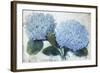 Blue Hydrangea II-Tim O'toole-Framed Giclee Print