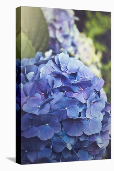 Blue Hydrangea in the Garden-pdb1-Stretched Canvas