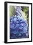 Blue Hydrangea in the Garden-pdb1-Framed Photographic Print