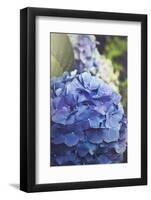 Blue Hydrangea in the Garden-pdb1-Framed Photographic Print