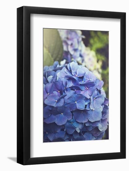 Blue Hydrangea in the Garden-pdb1-Framed Photographic Print