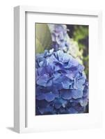 Blue Hydrangea in the Garden-pdb1-Framed Photographic Print