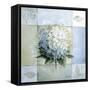 Blue Hydrangea Study 1-Lisa Audit-Framed Stretched Canvas