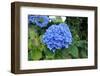 Blue Hydrangea-tufelka-Framed Photographic Print