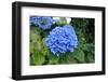 Blue Hydrangea-tufelka-Framed Photographic Print