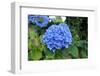 Blue Hydrangea-tufelka-Framed Photographic Print