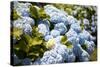 Blue Hydrangea-Karyn Millet-Stretched Canvas