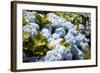 Blue Hydrangea-Karyn Millet-Framed Photographic Print