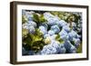 Blue Hydrangea-Karyn Millet-Framed Photographic Print