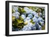 Blue Hydrangea-Karyn Millet-Framed Photographic Print